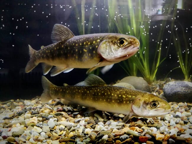 two fish swimming in a tank