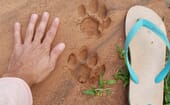 Animal tracks at Tahara's property thumbnail