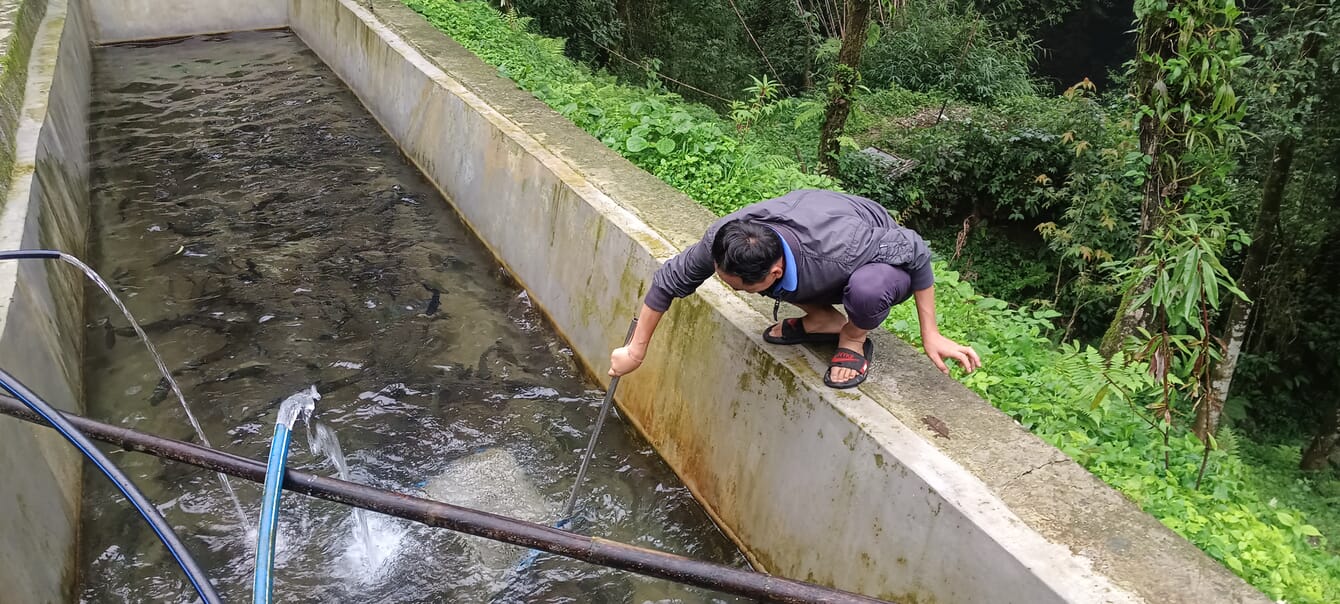 Farmer harvesting rainbow trout