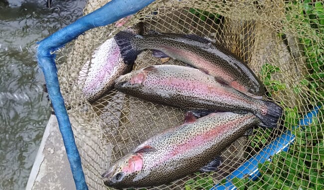 Rainbow trout in net