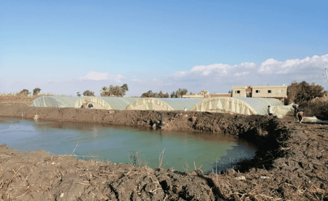 earthen fish pond