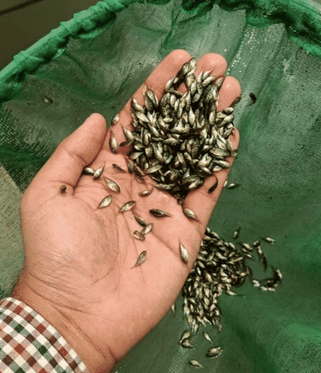 person holding tilapia fingerlings in their hand