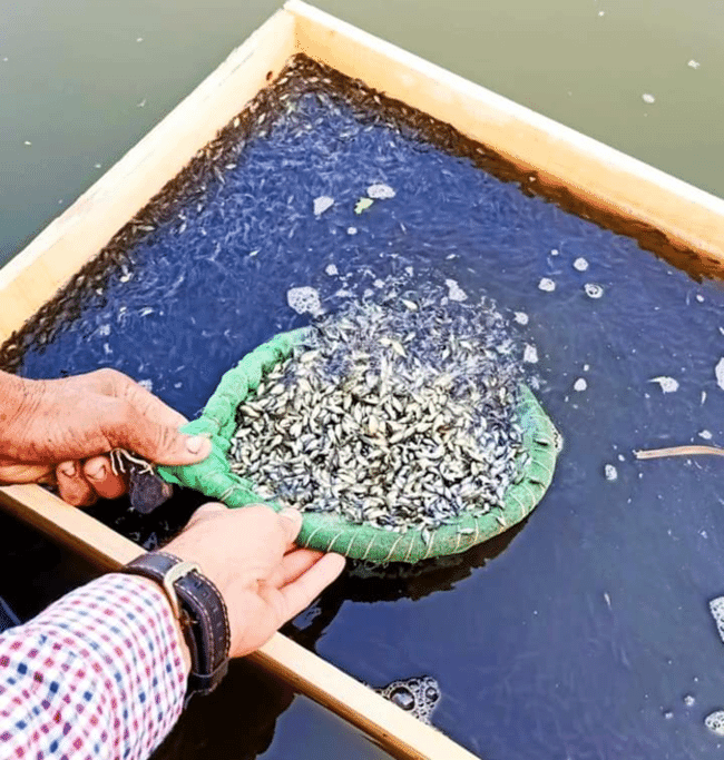 person netting fingerlings in a tank