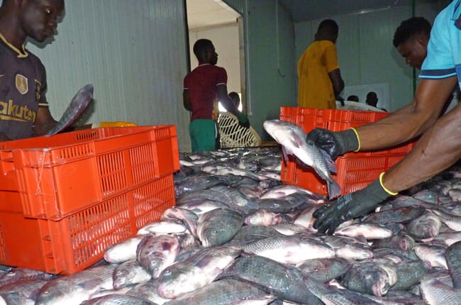 Workers processing harvested tilapia