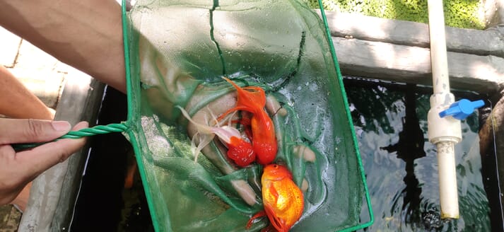 goldfish in a net
