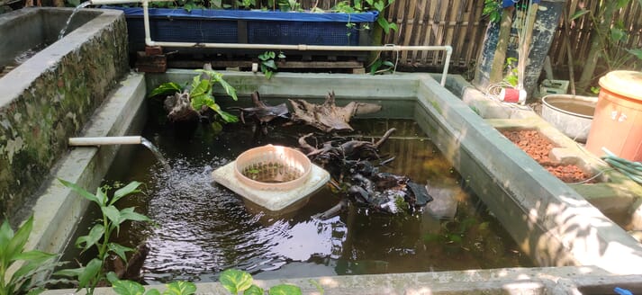 small outdoor fish pond