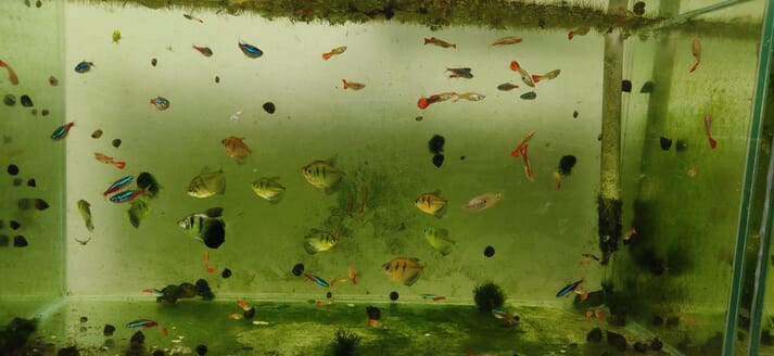 Ornamental fish swimming in a tank