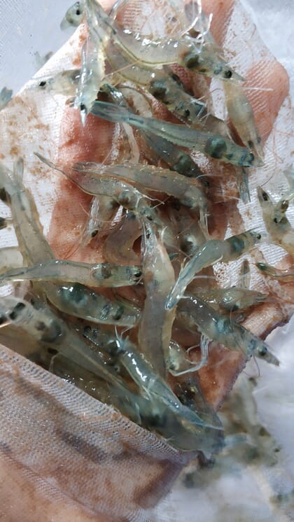 close-up of whiteleg shrimp