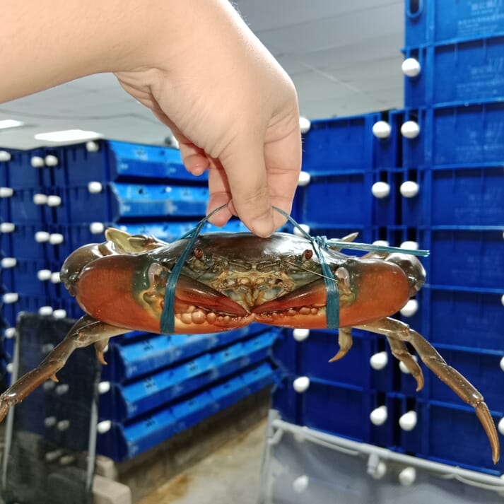 person holding a mud crab