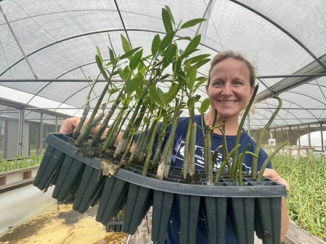 Megan Sorby segurando mudas de mangue.