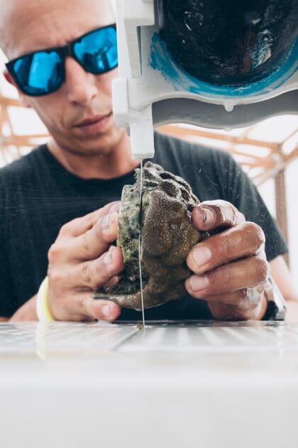 A man using a bandsaw to fragment coral.