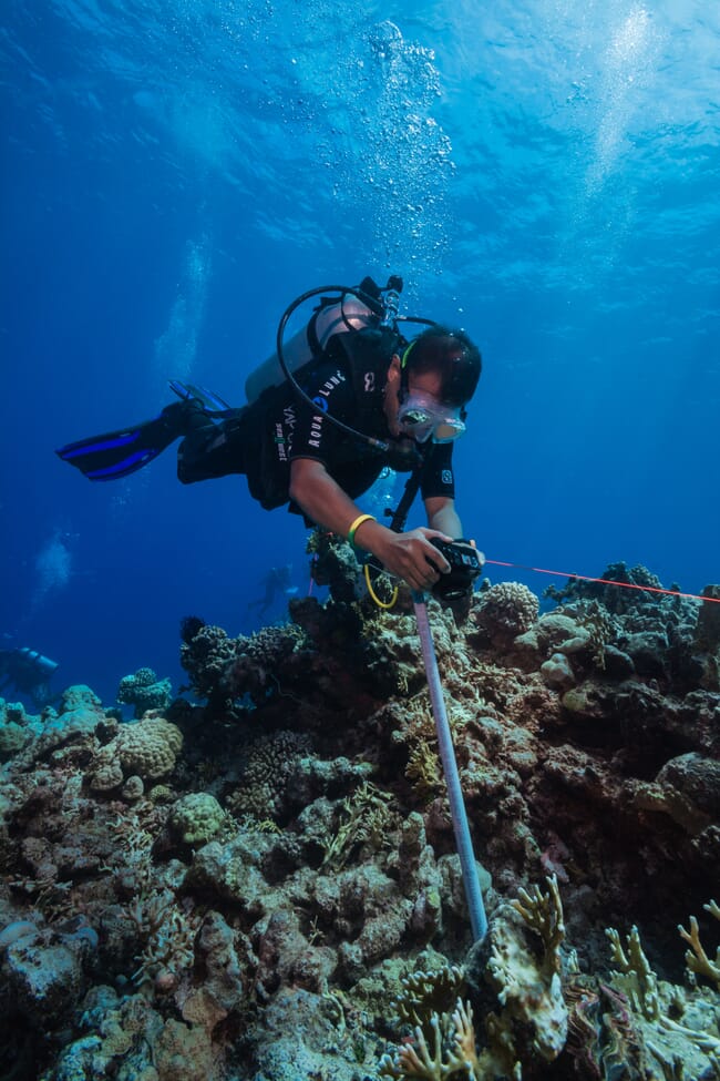 a diver investigating a coral reef