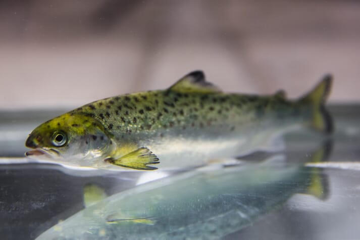 The study backs up the salmon sector's recent trend to transfer larger post-smolt to sea