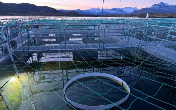 How to Farm Atlantic Cod | The Fish Site