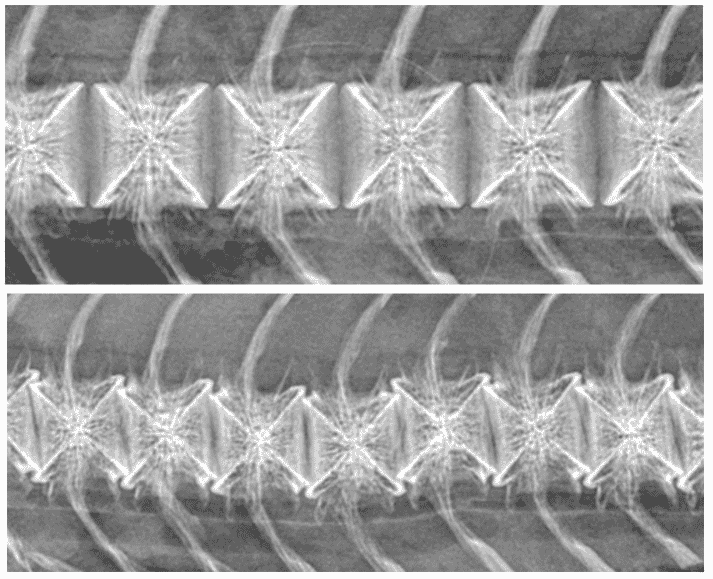 The X-ray at the top shows a normal salmon spine, while the picture below shows a salmon with cross-stitch deformities (click on image to enlarge)