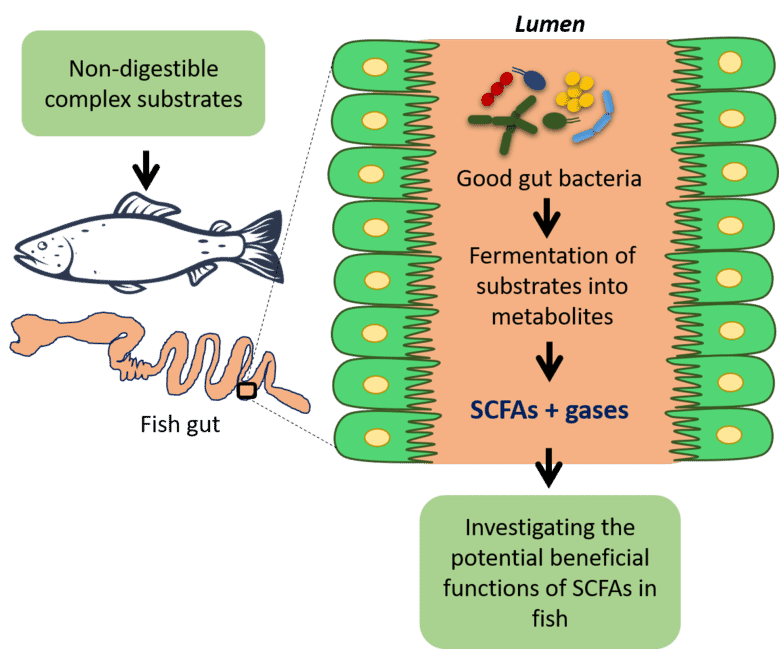 How the gut microbiome impacts salmon health and welfare The Fish Site