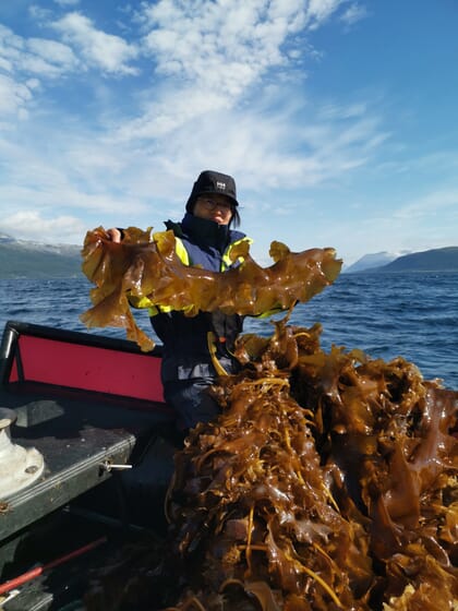 farmed kelp