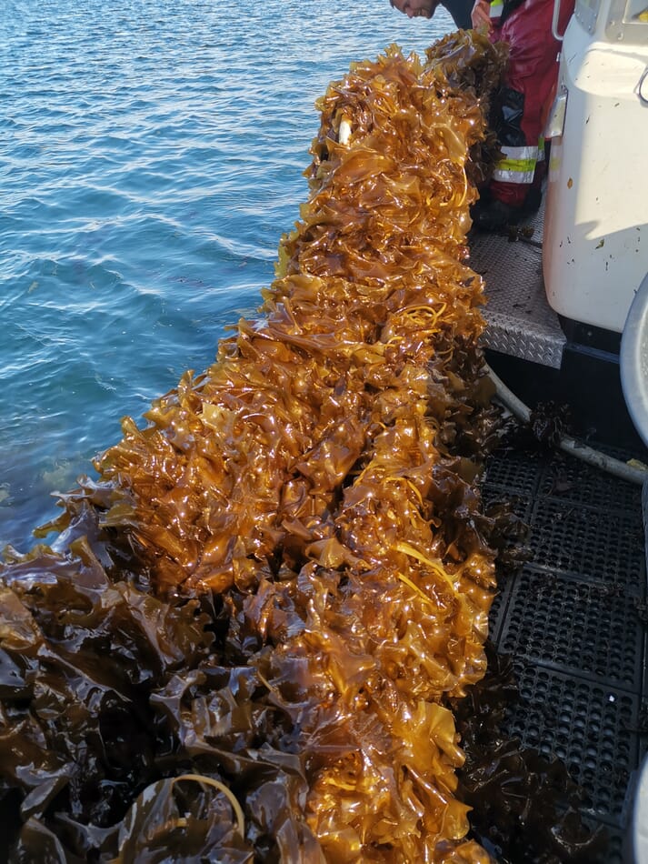 Sugar kelp grown at one of Nofima's experimental sites in northern Norway