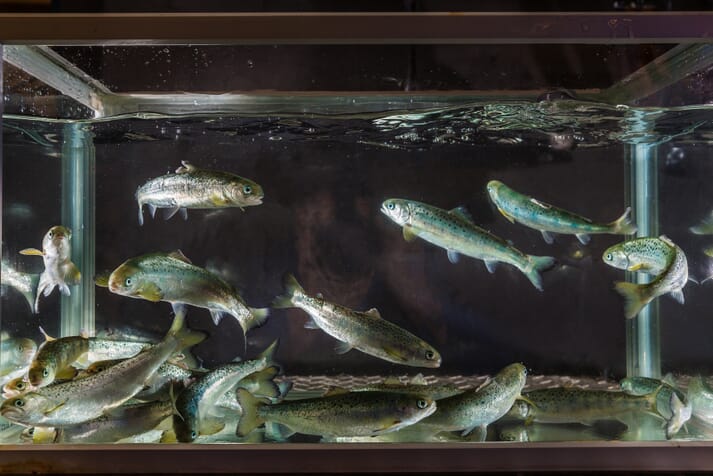 post-smolt fish swimming in a tank