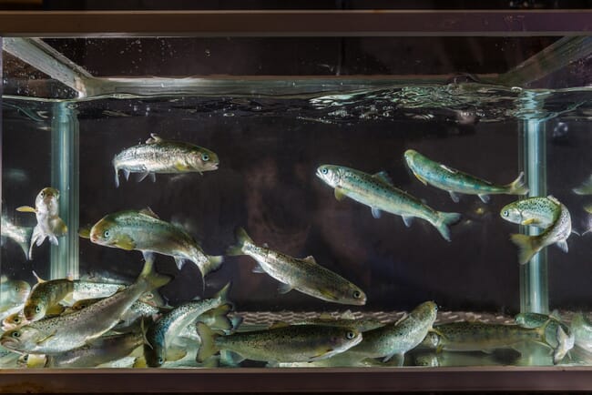 salmon smolts in a tank