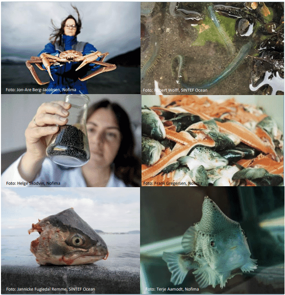 collage of different seafood species