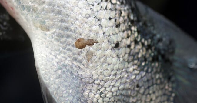 sea lice on a farmed salmon