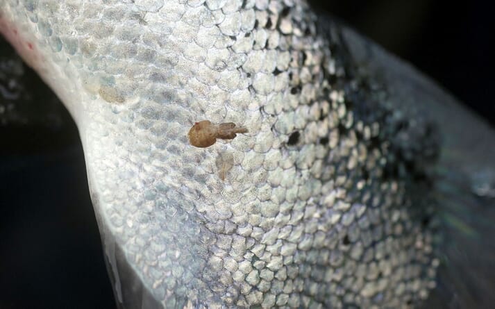 Lice attach to the Atlantic salmon skin and feed on blood and mucus. If untreated, the parasites can create sores that stress and can ultimately lead to death of the fish