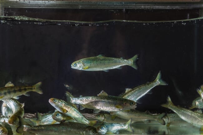 a tank of juvenile salmon