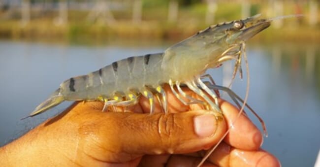 tiger prawn