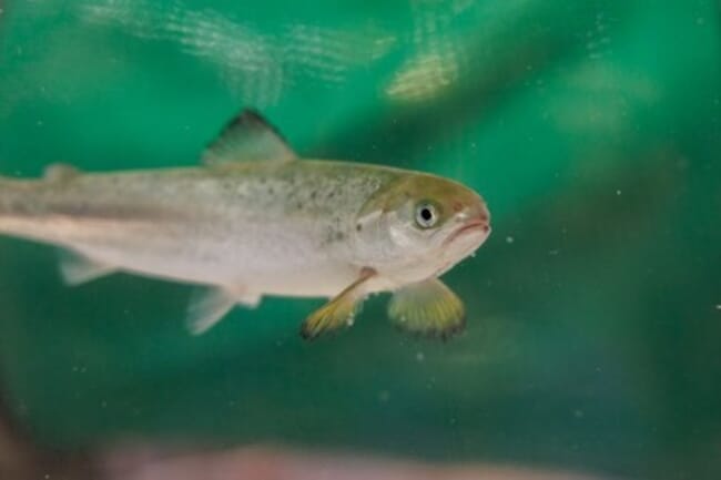 a salmon swims in green bright water