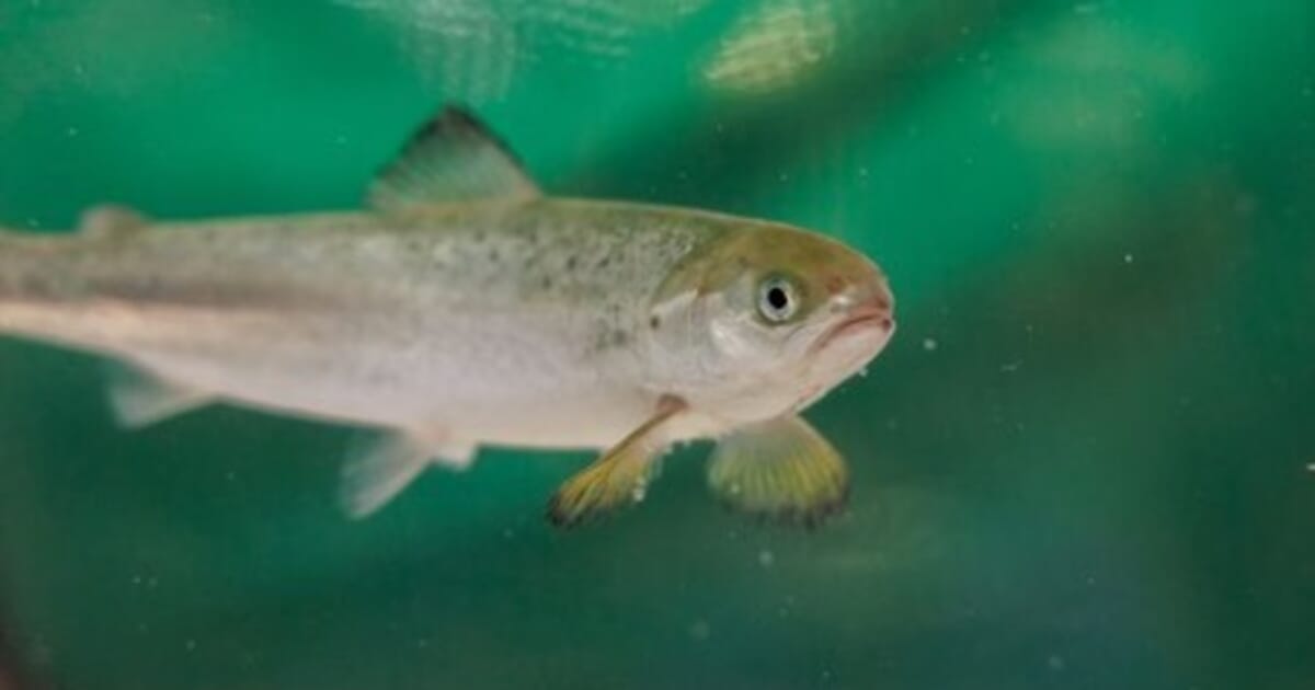 How salmon cope with hydrogen sulphide in land-based fish farms | The ...