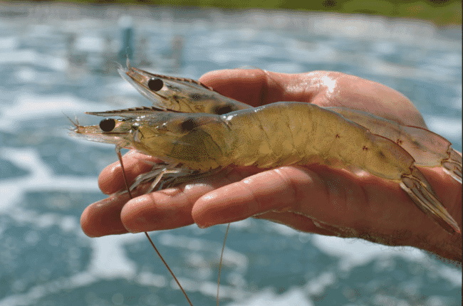 Shrimp farmer holding shrimp.