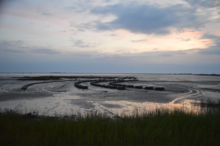 oyster trestles at low tide