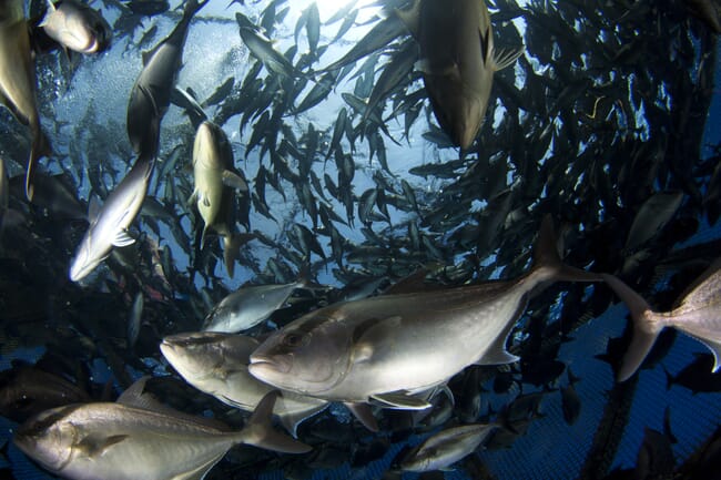 fish swimming in an offshore aquaculture net