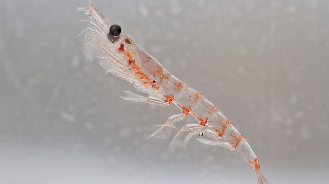 Up-close image of a single krill.