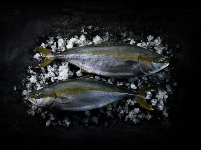 Two yellowtail on ice