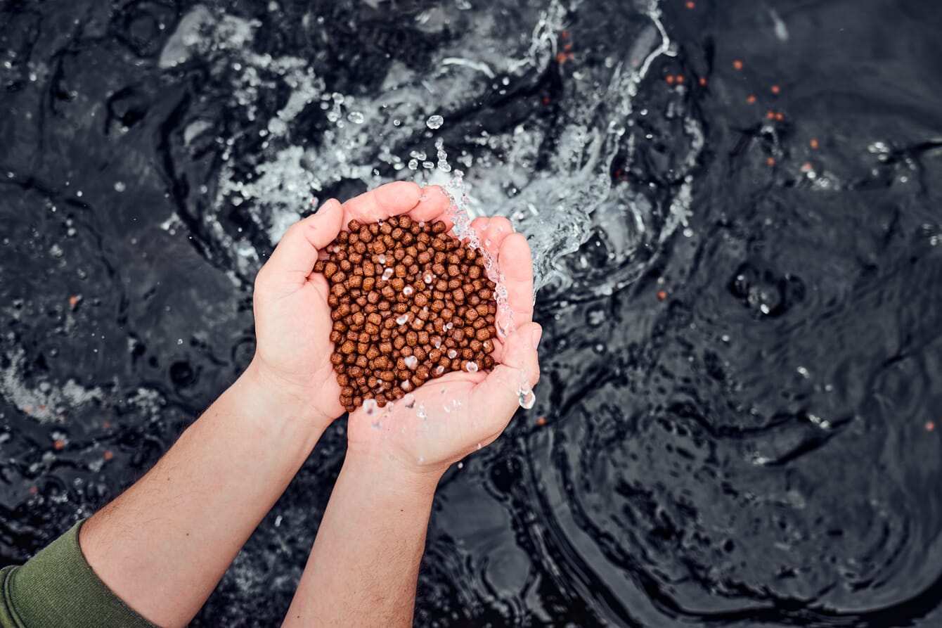 A person holding aquaculture feed above a trout farm in the USA.