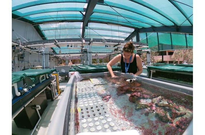 Lisa Röpke at work in an aquarium with coated plates
