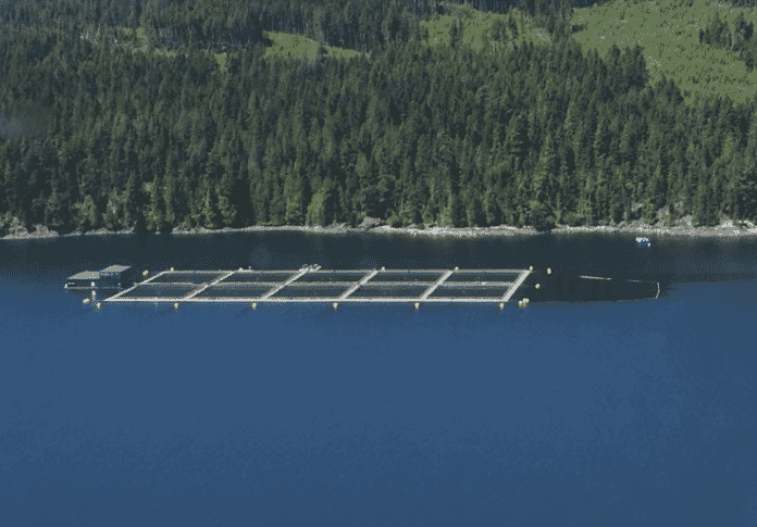 The Canadian government would like to see net pen farms, such as this, replaced by alternatives - including closed-containment systems and RAS