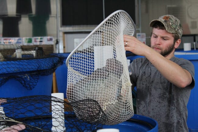 person netting fish out of a tank