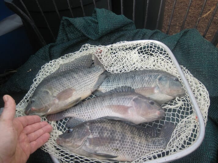 Tilapia raised in an integrated aquaponics and biofloc set up