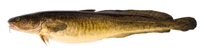 The burbot is the only freshwater gadiform