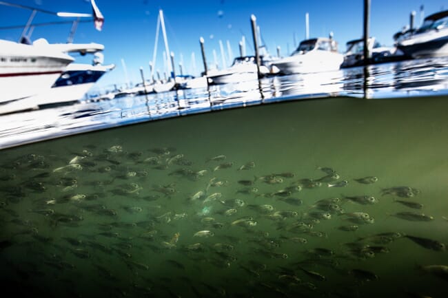 Fish swimming under water at a marina