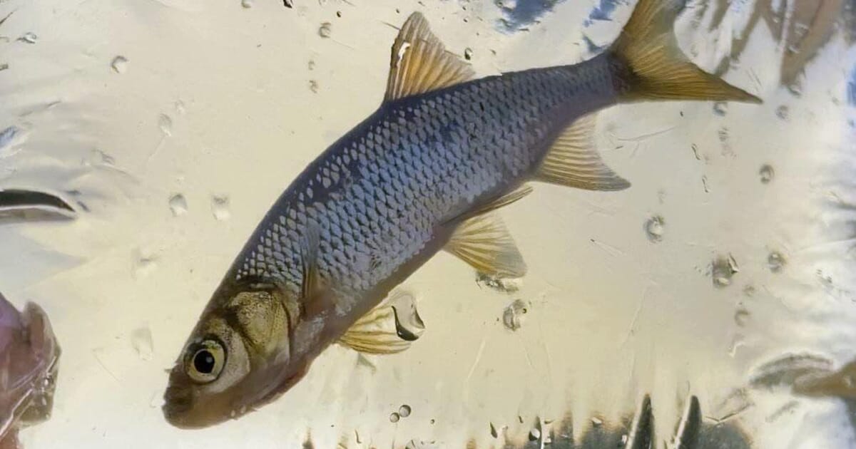 New Sea Grant study hopes to boost Minnesota's in-state baitfish production