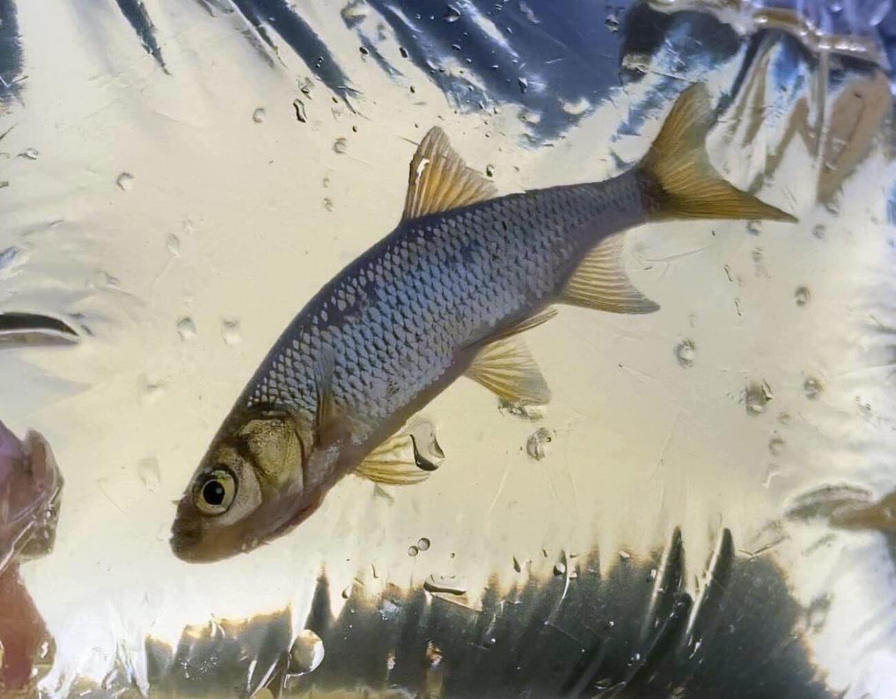 New Sea Grant study hopes to boost Minnesota’s in-state baitfish ...