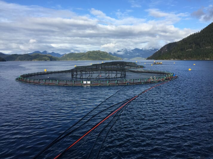salmon cage in the water