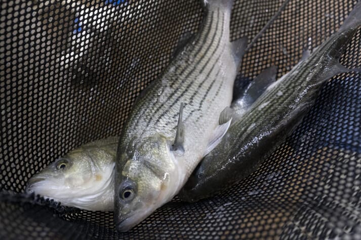 hybrid striped bass in a net