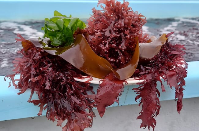 Red, green and brown seaweed
