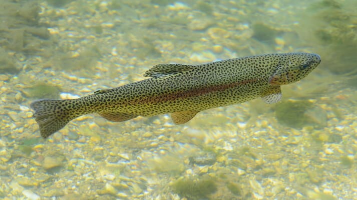 rainbow trout under water
