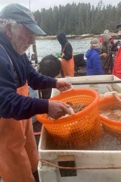 Marsden Brewer rinses sea scallops to be ready for packaging and delivery within 24 hours of pulling them from the ocean. thumbnail